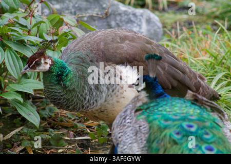 Gros plan d'un peahen avec un paon en arrière-plan, mettant en valeur leurs plumes colorées et leurs textures uniques. Le peahen a une palette de couleurs muette Banque D'Images