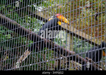 Un toucan coloré perché sur une branche à l'intérieur d'une enceinte de zoo, avec une clôture métallique au premier plan. L'oiseau a un bec jaune vif et orange, suite Banque D'Images