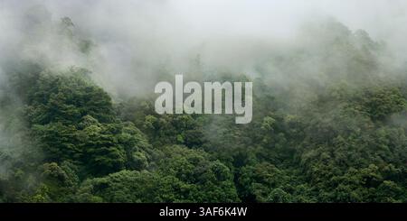 vue aérienne de la brume dans la forêt tropicale après la pluie Banque D'Images
