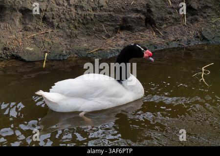 Un cygne à cou noir nageant dans un plan d'eau calme, avec une banque brun grisâtre en arrière-plan. Le cygne a une tête et un cou noirs distinctifs, blancs Banque D'Images