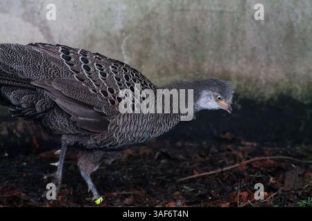Gros plan d'un oiseau avec un plumage gris texturé, avec des motifs complexes. L'oiseau est vu dans un environnement faiblement éclairé, avec un accent sur sa tête Banque D'Images