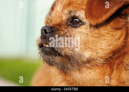 Gros plan de la tête d'un chien avec lumière naturelle sur son visage, Alcoy, Espagne Banque D'Images