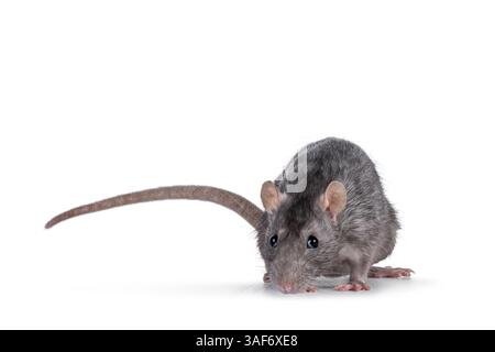 Rat femelle assez mature, debout face à l'avant. En regardant vers la caméra. isolé sur fond blanc. Banque D'Images