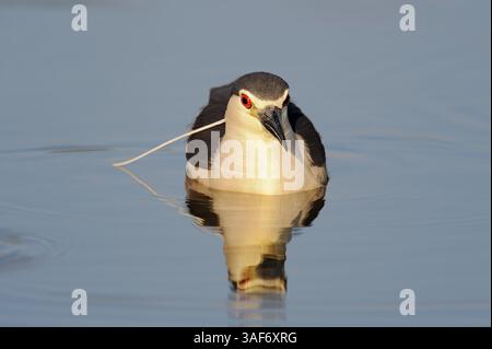 Héron de nuit couronné noir (Nycticorax nycticorax), Grèce | Nachtreiher (Nycticorax nycticorax) schwimmend, Kerkini-See, Griechenland Banque D'Images