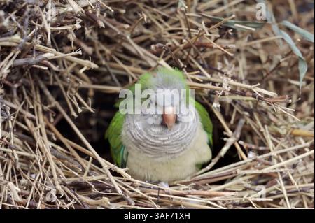 Perruche moine (Myiopsitta monachus) dans le nid | Mönchssittich (Myiopsitta monachus) im nid Banque D'Images
