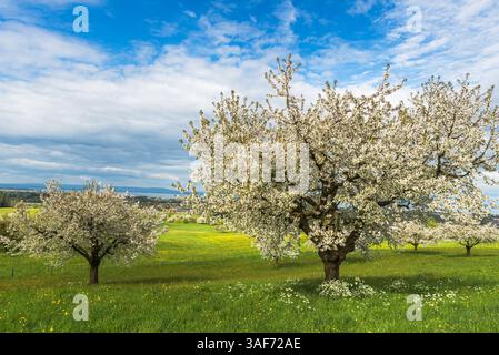 Poiriers en fleurs sur une prairie printanière verte avec des pissenlits, avec le lac de Constance visible à l'horizon, Canton de Thurgau, Suisse Banque D'Images