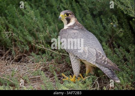 Faucon pèlerin (Falco peregrinus), France | Wanderfalke (Falco peregrinus) Banque D'Images