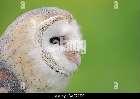 Western Barn Owl (Tyto alba), Allemagne | Schleiereule (Tyto alba), Deutschland Banque D'Images