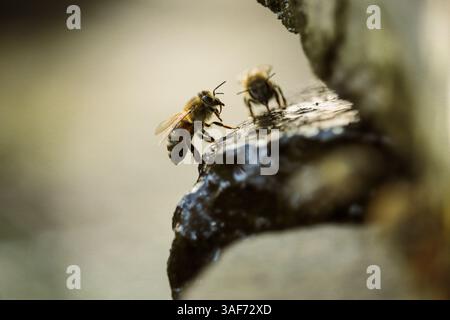 La photographie capture deux abeilles situées à la surface d'une pierre, près de l'eau. La première abeille est focalisée et clairement visible, tandis que la seconde Banque D'Images