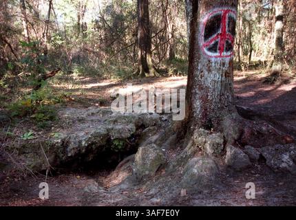 CI.97231.- - LIVRER À :.CITRUS.- -.12/28/99.- -. Forêt de Withlacoochee.- -. LÉGENDE INFO :.#2 la grotte de la paix tire son nom d'un symbole de paix peint sur un grand chêne qui se trouve à cheval sur les deux entrées de la grotte..- -. Times photo par :. Ron Thompson.- -. Histoire de :.Varian/Zimmer.- -. SCANNÉ PAR :.rt.- - DATE D'EXÉCUTION : .12/29/99 (image crédit : St Petersburg Times/ZUMAPRESS.com) Banque D'Images