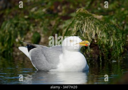 Goélands argentés d'Europe (Larus argentatus), Normandie, France | Silbermöwe (Larus argentatus), Normandie, Frankreich Banque D'Images