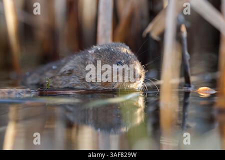 Campagnard sur une voie navigable locale dans le sud du pays de Galles Banque D'Images
