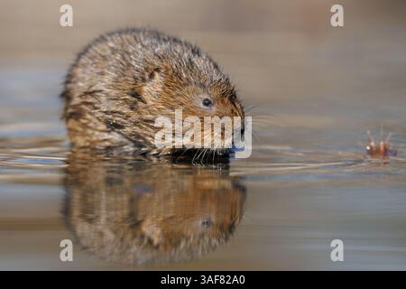 Campagnard sur une voie navigable locale dans le sud du pays de Galles Banque D'Images