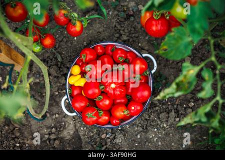 Tomates mûres cueillies du potager biologique. Récoltez la variété de tomates dans un bol en émail. Produits locaux Banque D'Images