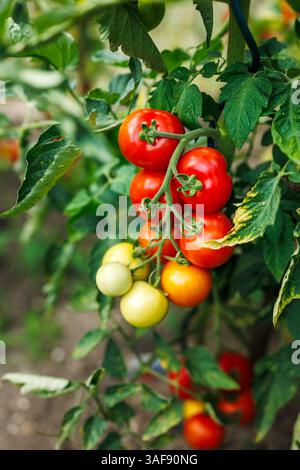 Plante de tomate dans le jardin potager. Gros plan de tomates mûrissantes dans une ferme biologique Banque D'Images