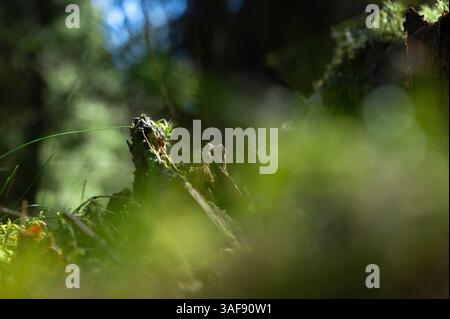 Lichens ou mousse sur une souche d'arbre dans la forêt. Communauté symbiotique de mycobiontes et de photobiontes. Champignons et algues. Banque D'Images