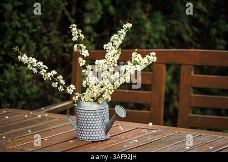 Branche fleurie sur table en bois. Décoration florale dans le jardin. Fleurs de printemps blanches dans un arrosoir décoratif Banque D'Images
