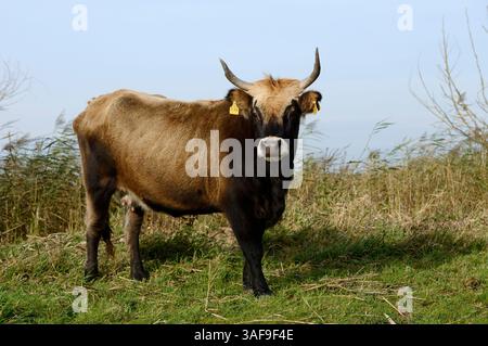 Bovins de Heck (Bos primigenius F. taurus), Allemagne | Heckrind (Bos primigenius F. taurus), Deutschland Banque D'Images