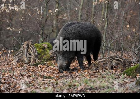 Sanglier d'Europe (sus scrofa scrofa), truie et porcelets, Allemagne | Europäisches Wildschwein (sus scrofa scrofa), Bache und Frischlinge, Deutschland Banque D'Images