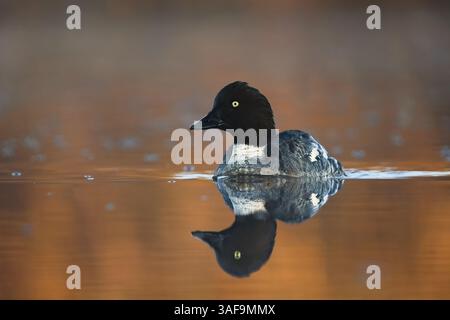 Œil d'or commun (Bucephala clangula) femelle nageant dans une belle lumière tôt le matin. Banque D'Images