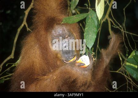 10 août 1999 ; Sumatra, Indonésie ; Orang-outan (pongo pygmaeus) dans le parc national Gunung Leuser dans le nord de Sumatra, Indonésie.. (Crédit image : Mirek Towski/ZUMAPRESS.com) Banque D'Images