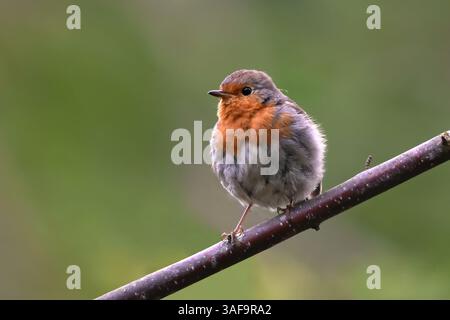 robin européen (erithacus rubecula) assis sur une branche. Banque D'Images