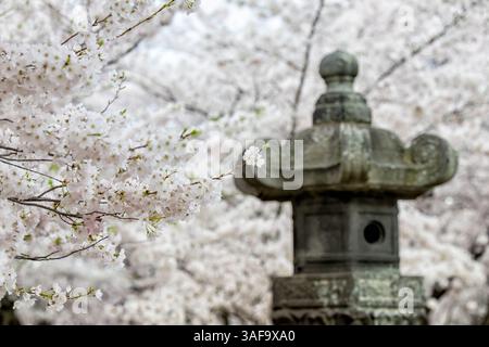 WASHINGTON DC — les cerisiers fleurissent près de l'historique lanterne japonaise en pierre le long du Tidal Basin dans le parc West Potomac. La lanterne en granit du XVIIe siècle, offerte par le Japon en 1954, est illuminée chaque printemps pour marquer le début du Festival national des cerisiers en fleurs. Banque D'Images