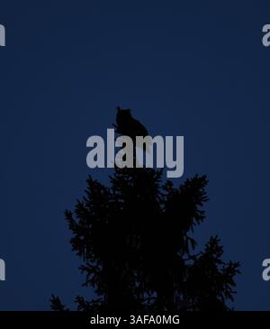Silhouette d'aigle-hibou eurasien (Bubo bubo) assis sur un sommet d'épicéa la nuit. Banque D'Images