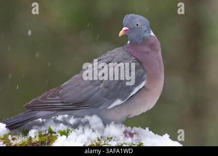 Pigeon de bois commun (Columba palumbus) assis sur un rocher enneigé dans la forêt en chute de neige au début du printemps. Banque D'Images