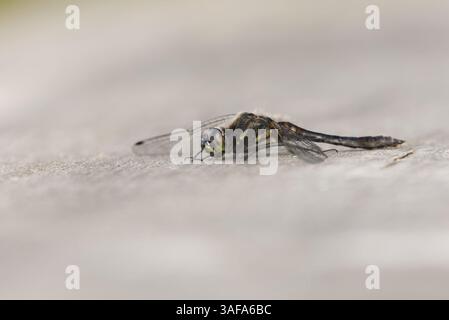 Dard noir ou méadowawk noir (Sympetrum danae) reposant sur une planche. Banque D'Images