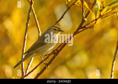 Paruline (Phylloscopus trochilus) assise sur une branche. Banque D'Images