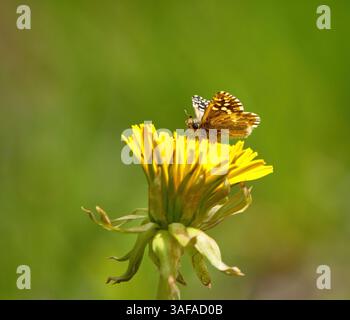 Skipper grizzled (Pyrgus malvae) sur un pissenlit. Banque D'Images