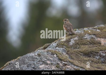 Redwing (Turdus iliacus) assis sur un énorme rocher. Banque D'Images