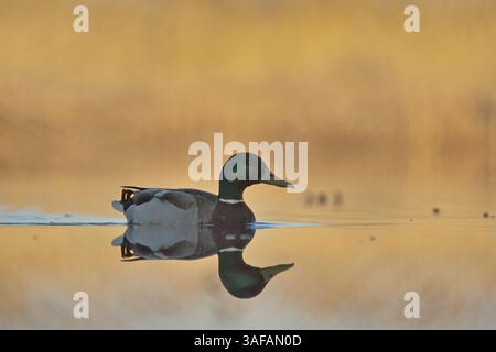 Colvert (Anas platyrhynchos) mâle nageant dans les zones humides. Banque D'Images