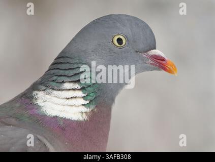 Pigeon des bois commun (Columba palumbus) gros plan. Banque D'Images
