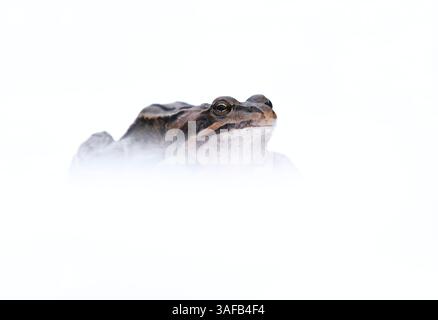 Grenouille mouillée (Rana arvalis) dans la neige au début du printemps. Banque D'Images
