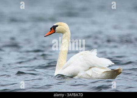 Cygne muet (Cygnus olor) nageant dans la mer venteuse. Banque D'Images