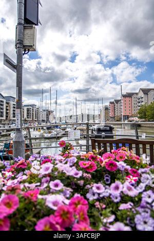 Portishead, Royaume-Uni- 10 août 2023 : Marina Bay pleine de bateaux et de yachts sur une belle journée d'été ensoleillée avec des fleurs au premier plan. Banque D'Images