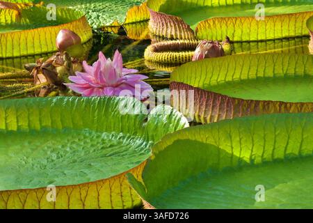 Nénuphars roses fleuris flottant parmi des nénuphars verts géants. Beau nénuphar dans un lac. Banque D'Images