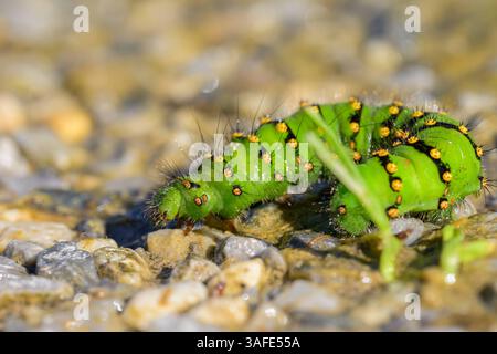 chenille verte colorée d'un petit Emperor Moth rampant sur le sol par une journée ensoleillée Autriche Goldegg Autriche Banque D'Images