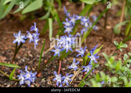 Zurich, Suisse, 30 mars 2024 Scilla luciliae ou Bossiers gloire des fleurs de neige au jardin botanique Banque D'Images