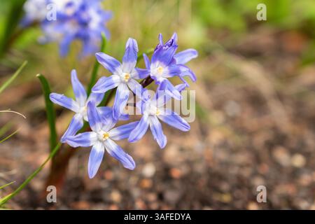 Zurich, Suisse, 30 mars 2024 Scilla luciliae ou Bossiers gloire des fleurs de neige au jardin botanique Banque D'Images