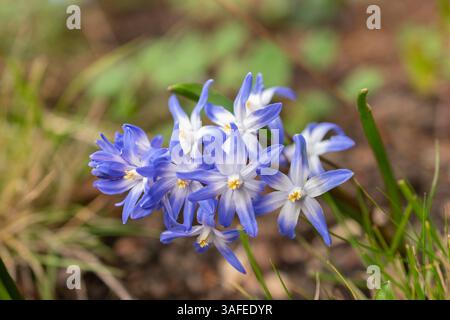 Zurich, Suisse, 30 mars 2024 Scilla luciliae ou Bossiers gloire des fleurs de neige au jardin botanique Banque D'Images