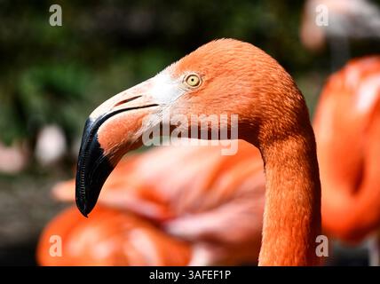 Portrait de profil d'un flamant rose. Banque D'Images