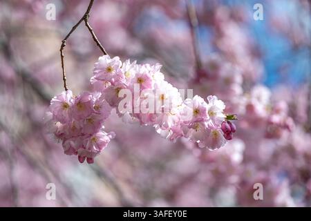 Gros plan des cerisiers en fleurs sur l'emblématique cerisier japonais à Prästgatan 13 dans le centre-ville de Norrköping au printemps en Suède Banque D'Images