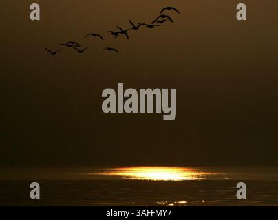 3 juin 2007 - grosse pointe Farms, mi, USA - les bernaches du Canada volent vers le soleil nouvellement levé sur le lac clair à grosse pointe Farms, Michigan le 24 mai 2007. Difficile de savoir s'ils vont rester pour l'été ou s'ils vont plus au nord. (Crédit image : © Susan Tusa/MCT/ZUMAPRESS.com) Banque D'Images