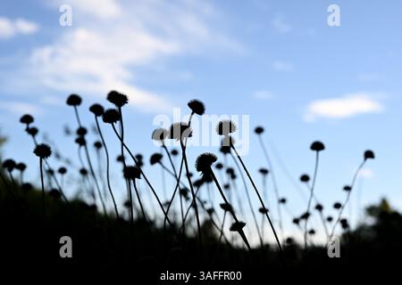 Silhouettes de plantes contre le ciel bleu. Banque D'Images
