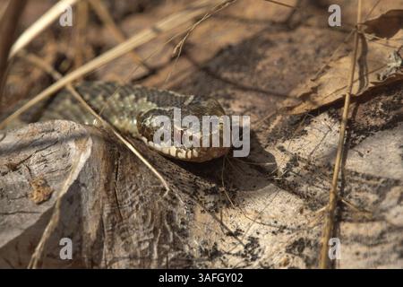 Additionneur européen commun ou vipère européen commun (Vipera berus) en gros plan Banque D'Images