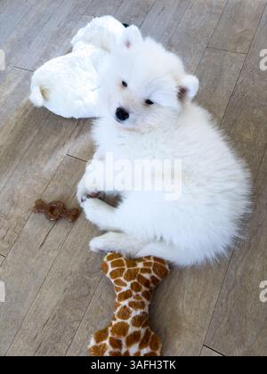 Jeune chiot Samoyède blanc et duveteux détendu reposant sur un plancher en bois avec des jouets en peluche Banque D'Images