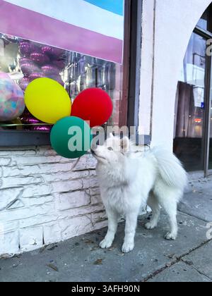 Jeune chiot Samoyède posant à côté de ballons colorés lors d'une célébration intérieure Banque D'Images